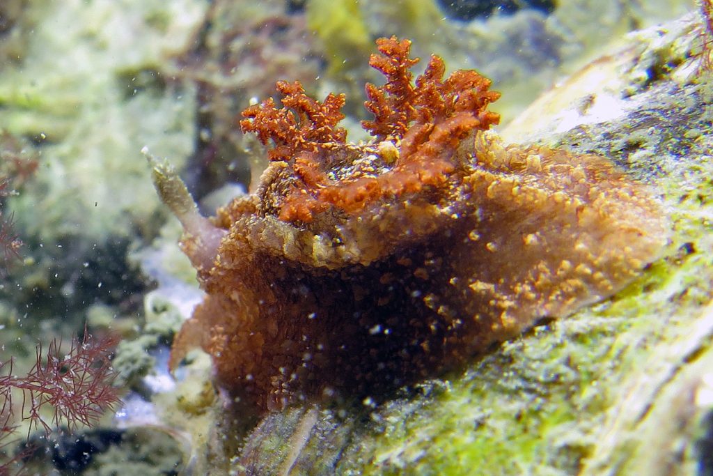 bruine plooislak (Goniodoris castanea)