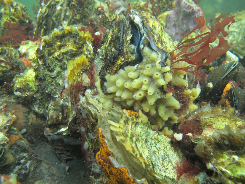 Overzicht van het onderwaterleven in de Oosterschelde